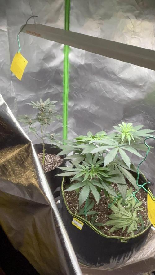 O.G kush. Week 8