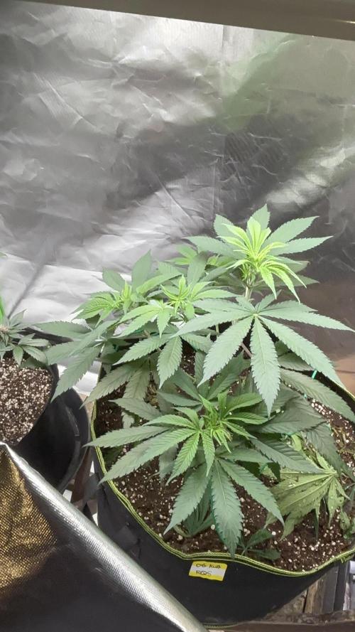 O.G kush. Week 8