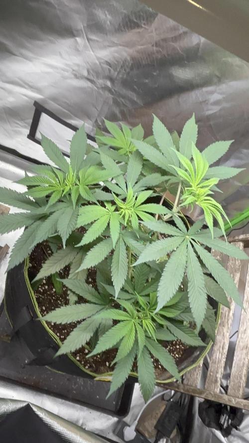 O.G kush. Week 8