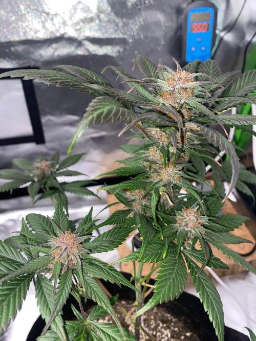 Strawberry gorilla auto. Week 9