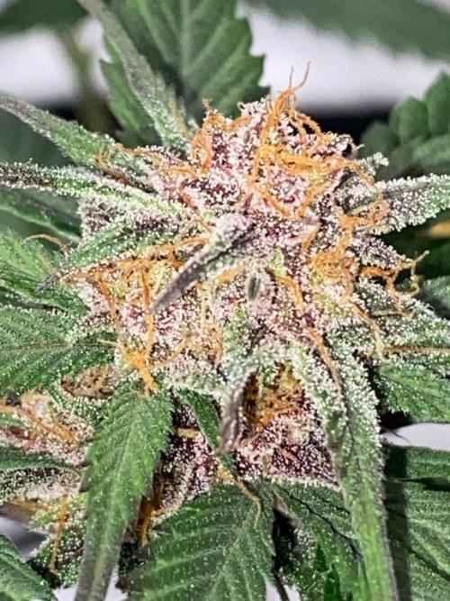 Strawberry gorilla auto. Week 9