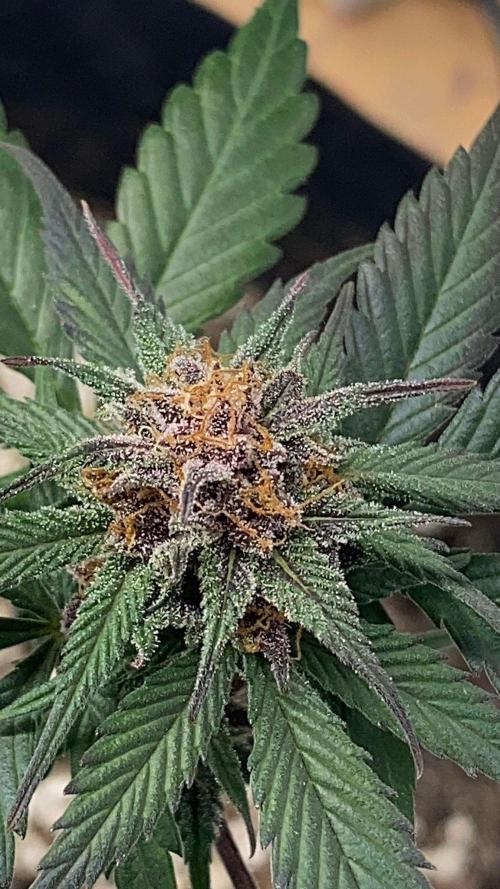 Strawberry gorilla auto. Week 9