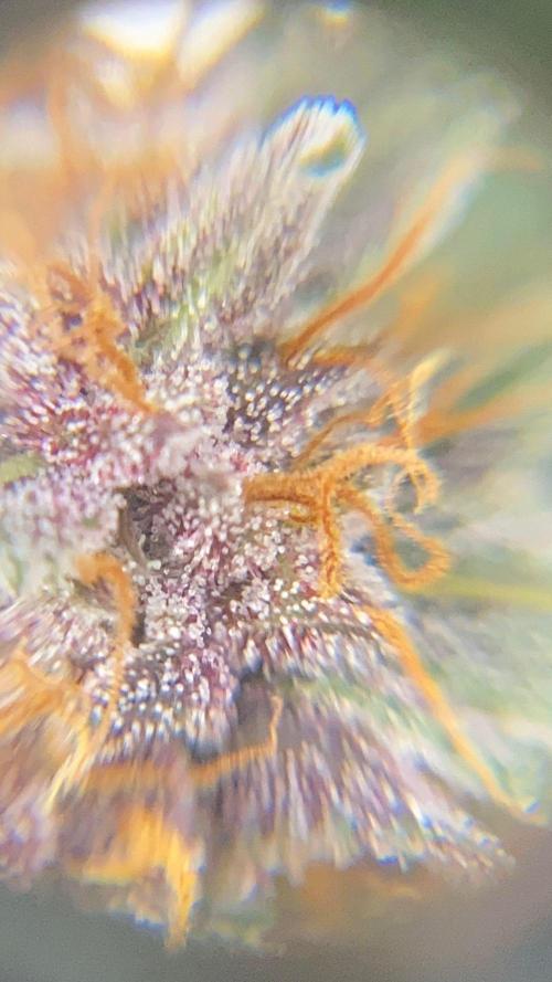 Strawberry gorilla auto. Week 9