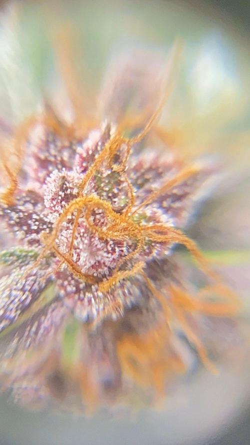 Strawberry gorilla auto. Week 9