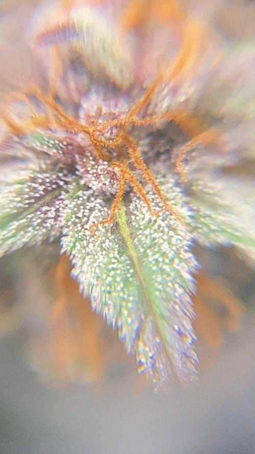 Strawberry gorilla auto. Week 9