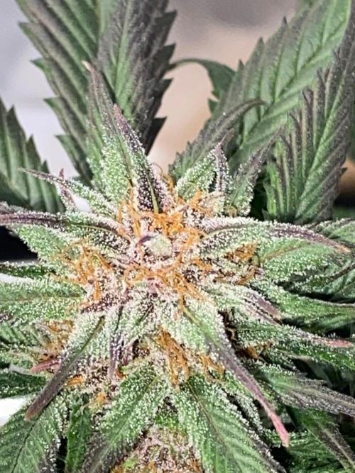 Strawberry gorilla auto. Week 9