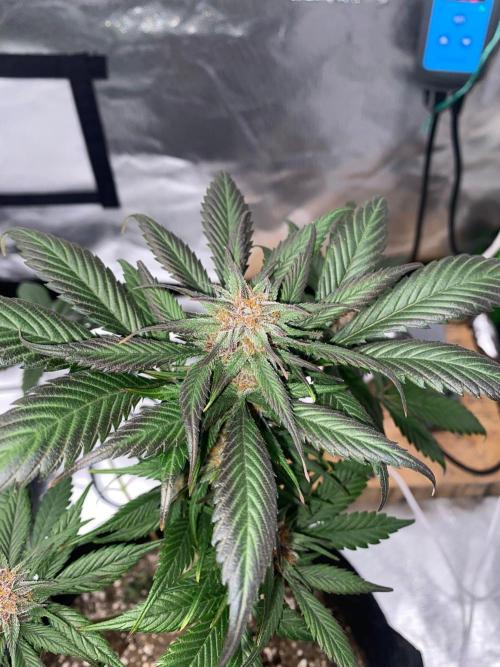 Strawberry gorilla auto. Week 9