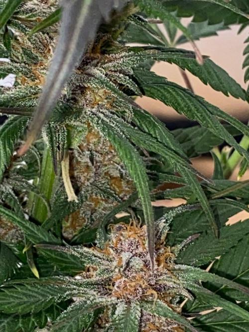 Strawberry gorilla auto. Week 9