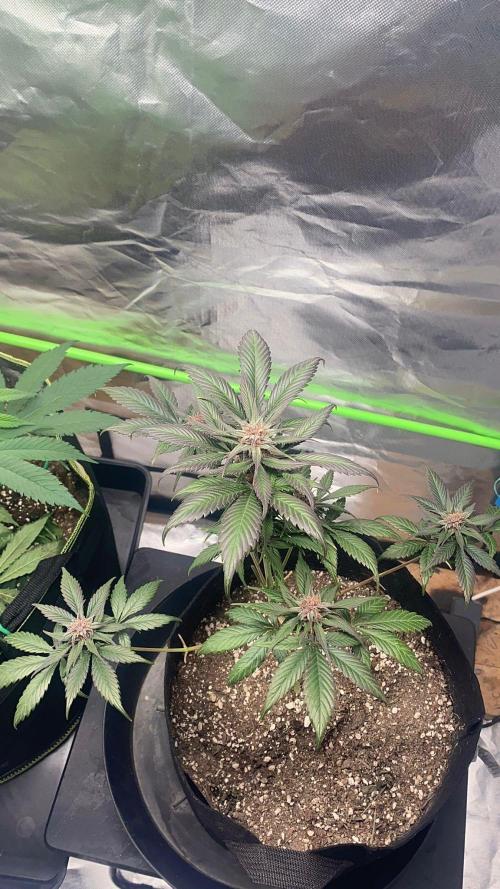 Strawberry gorilla auto. Week 10