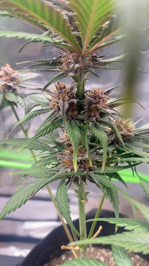 Strawberry gorilla auto. Week 10