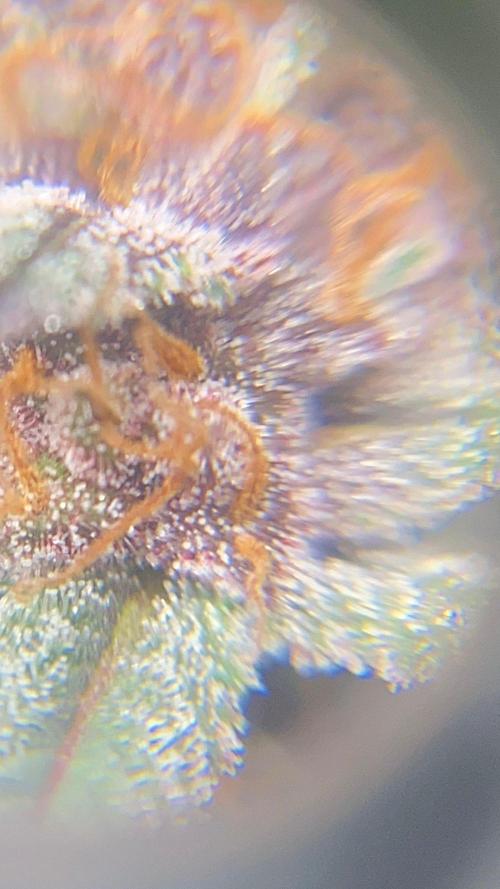 Strawberry gorilla auto. Week 10