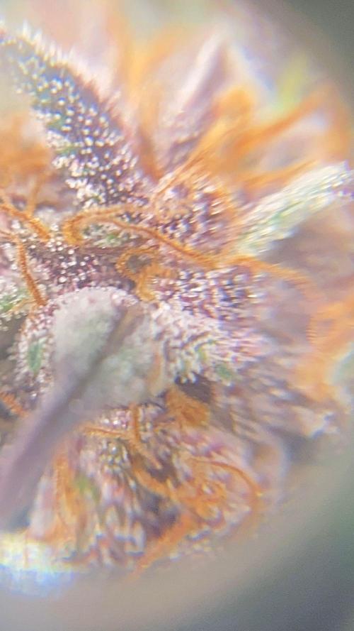 Strawberry gorilla auto. Week 10