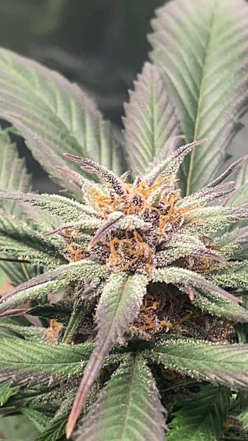 Strawberry gorilla auto. Week 11