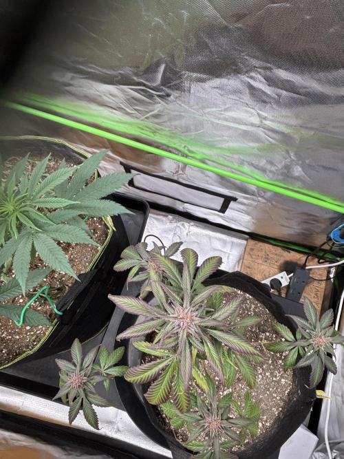 Strawberry gorilla auto. Week 11