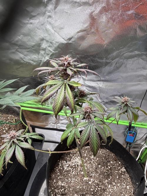 Strawberry gorilla auto. Week 11