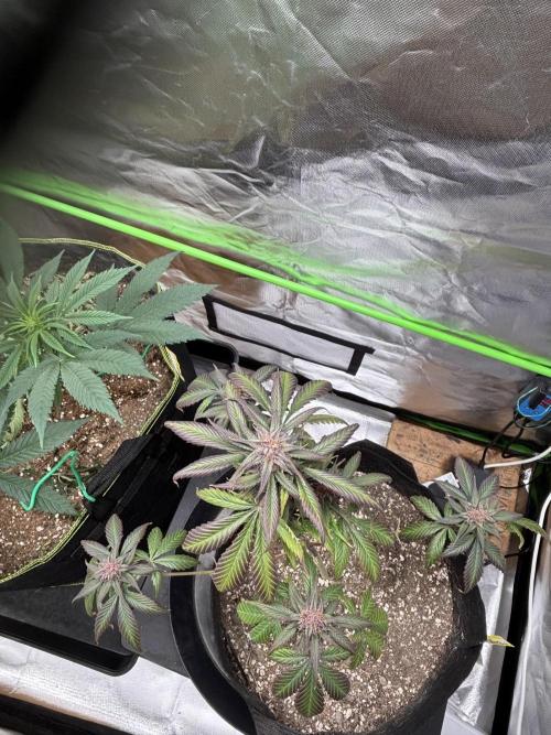 Strawberry gorilla auto. Week 11