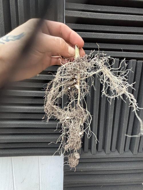 Strawberry gorilla auto. Week 11