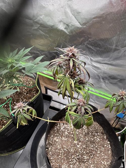 Strawberry gorilla auto. Week 11