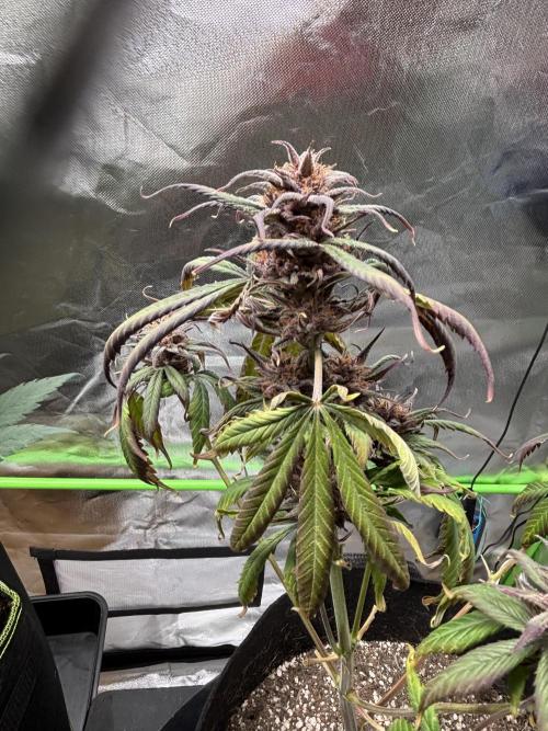 Strawberry gorilla auto. Week 11