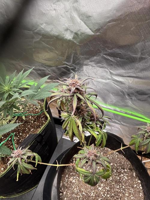 Strawberry gorilla auto. Week 11