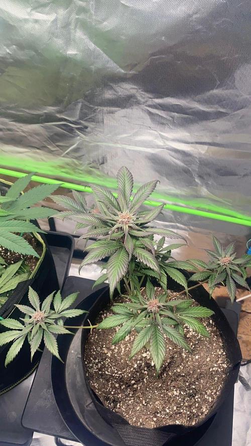 Strawberry gorilla auto. Week 10