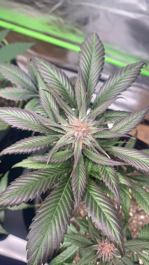 Strawberry gorilla auto. Week 10