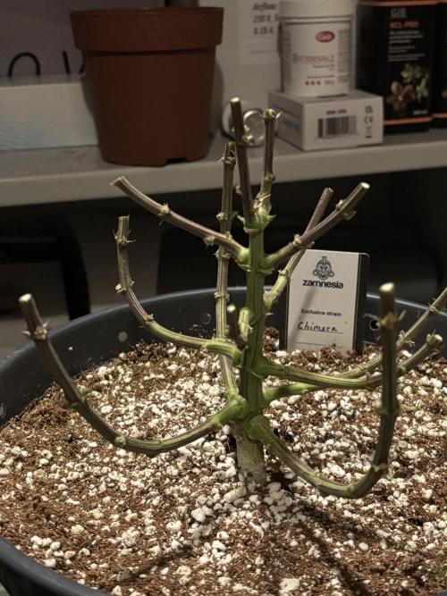 Cocos Grow No 1. Week 14