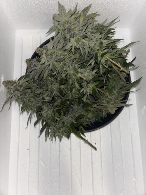 Cocos Grow No 1. Week 14