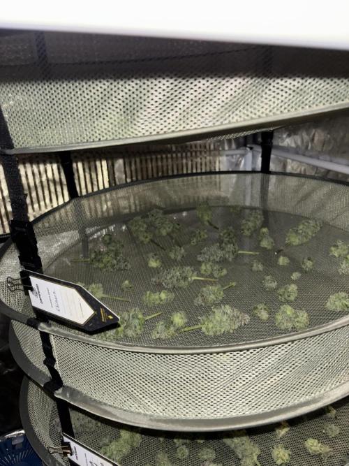 Cocos Grow No 1. Week 14