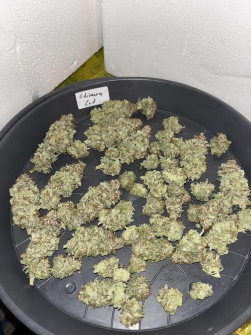 Cocos Grow No 1. Week 14