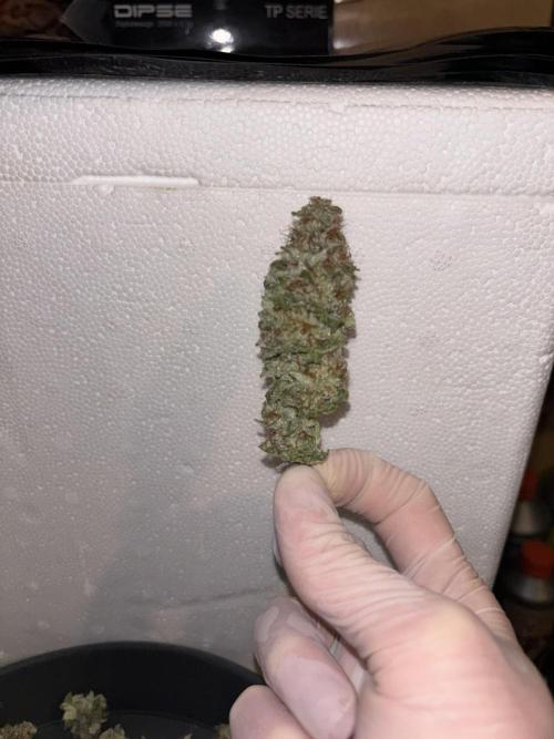 Cocos Grow No 1. Week 14