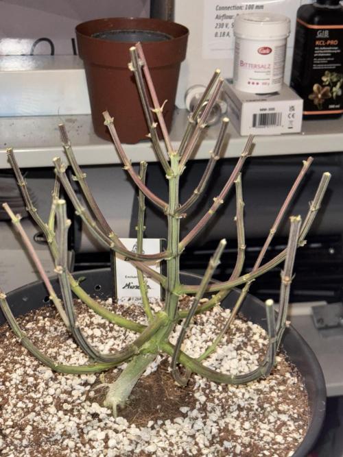 Cocos Grow No 1. Week 14