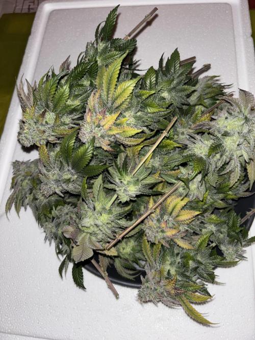 Cocos Grow No 1. Week 14