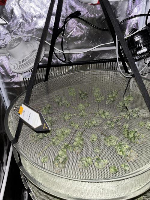 Cocos Grow No 1. Week 14