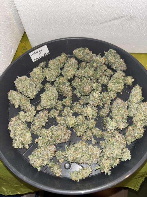 Cocos Grow No 1. Week 14