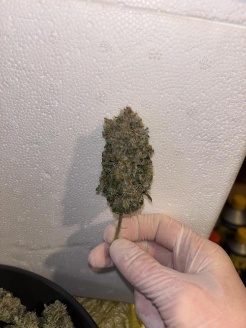 Cocos Grow No 1. Week 14