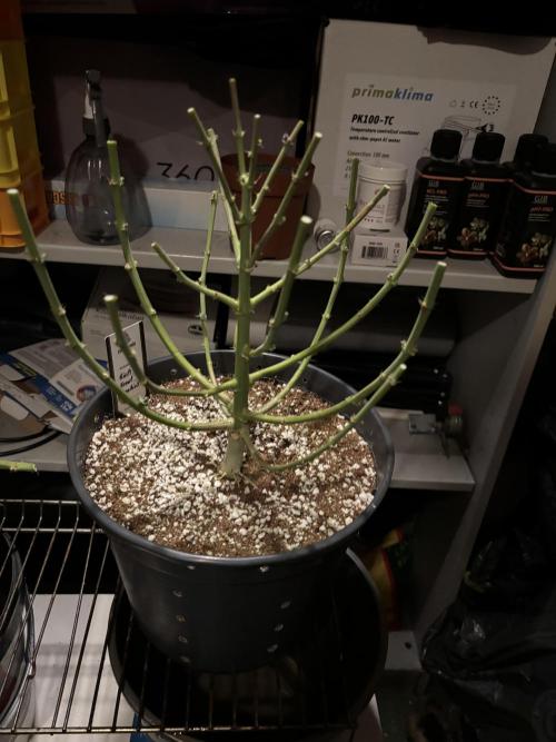 Cocos Grow No 1. Week 14