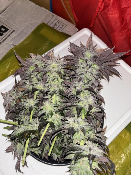 Cocos Grow No 1. Week 14