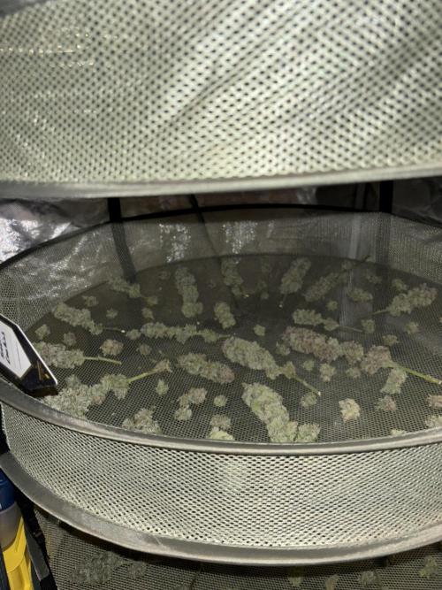 Cocos Grow No 1. Week 14