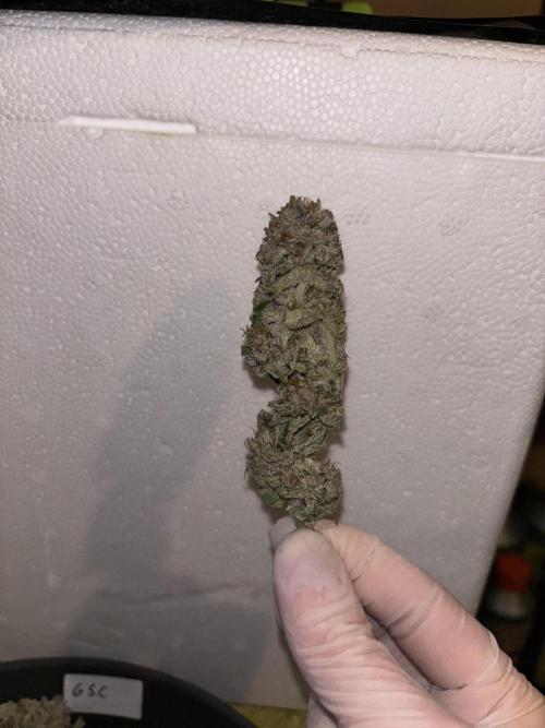 Cocos Grow No 1. Week 14