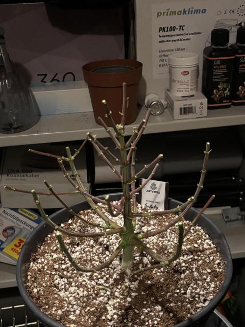 Cocos Grow No 1. Week 14