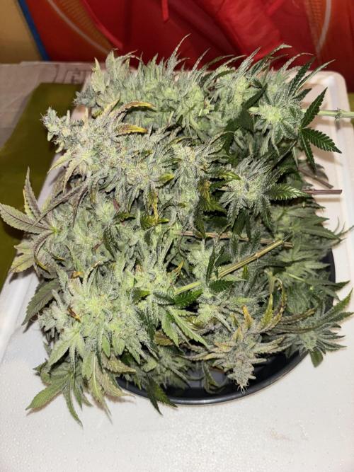 Cocos Grow No 1. Week 14