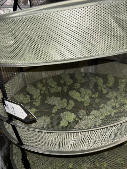 Cocos Grow No 1. Week 14