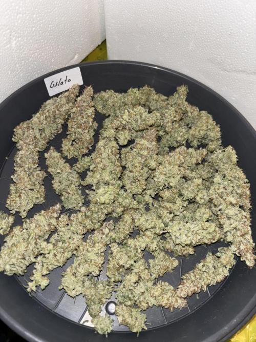 Cocos Grow No 1. Week 14