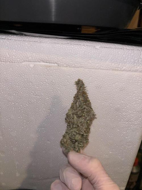 Cocos Grow No 1. Week 14