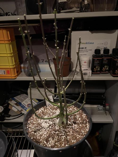 Cocos Grow No 1. Week 14