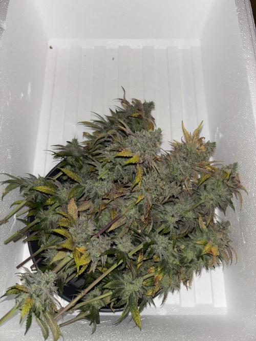 Cocos Grow No 1. Week 14