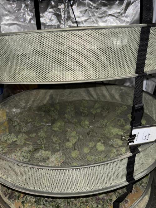 Cocos Grow No 1. Week 14