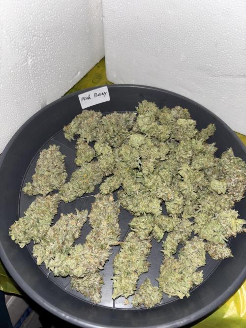 Cocos Grow No 1. Week 14