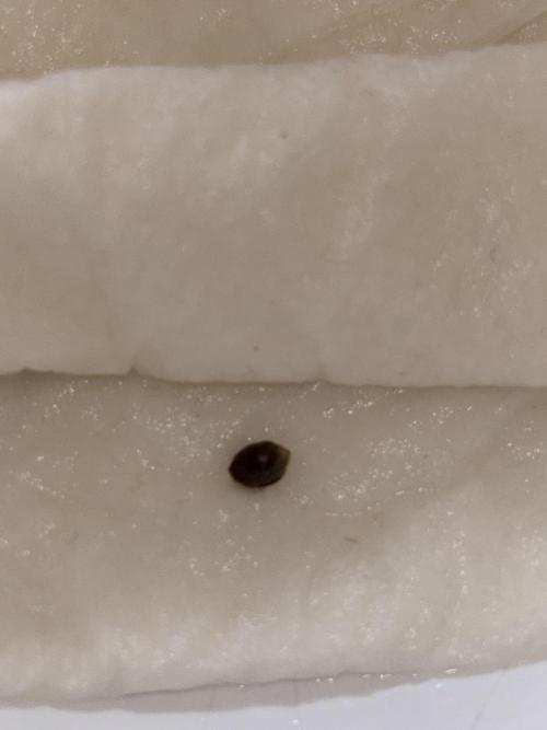 Grizzly Glue. Week 0